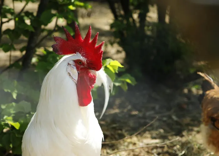 Belvedere 3* 佐拉普雷多萨