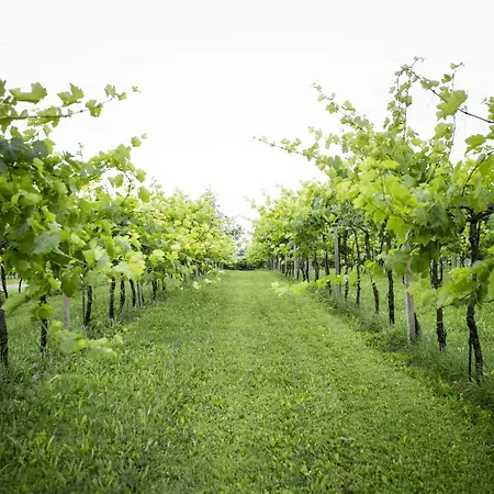 Belvedere