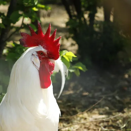 Belvedere 3* 졸라프레도사